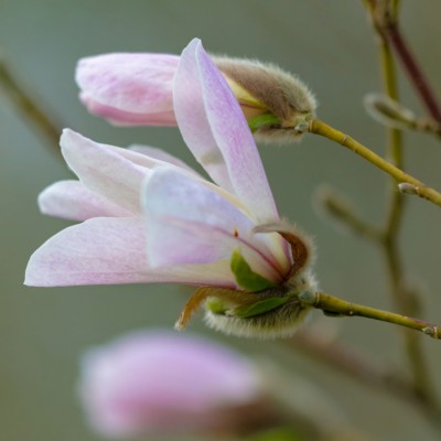 Visi keliai veda į Skinderiškio Kęstučio Kaltenio dendrologinį parką: čia žydi magnolijos